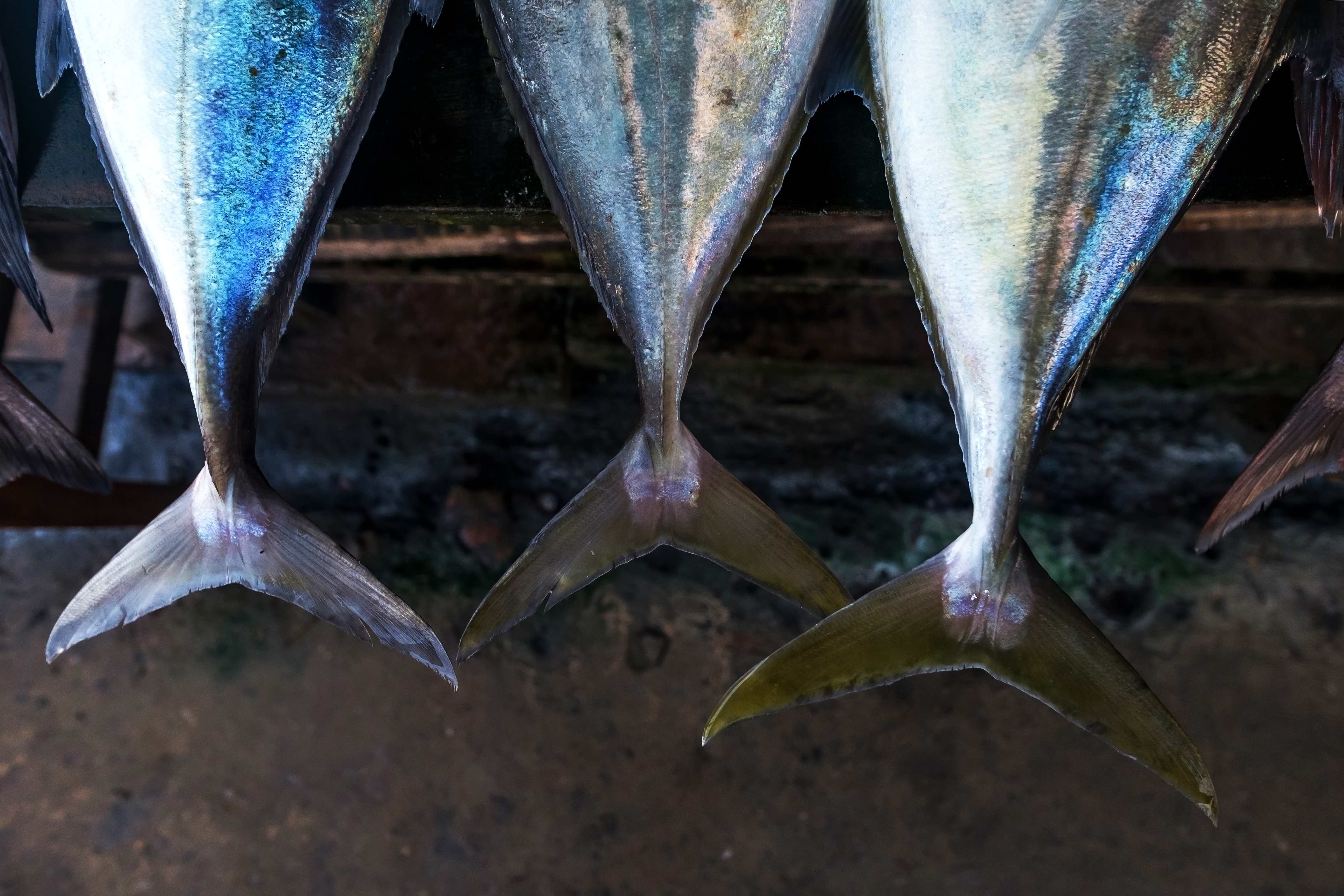 Close up to the tail of tuna fish in local market