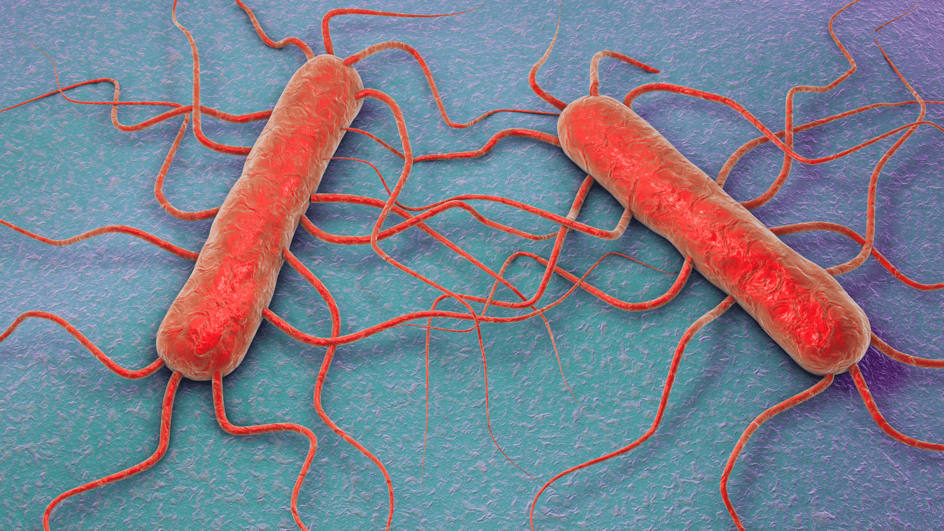 Food Pathogen Detection, Ανίχνευση Παθογόνων, Αναλύσεις Τροφίμων, PCR Αναλύσεις Τροφίμων, Μικροβιολογικές Αναλύσεις Τροφίμων